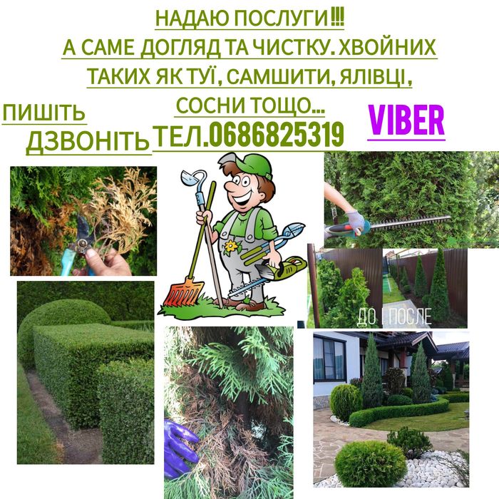 Займаюсь доглядом ,стрижкою та санітарною чисткою хвойних!