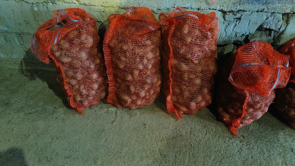 Buraczek ćwiklowy vodan 050gr dla zwierząt