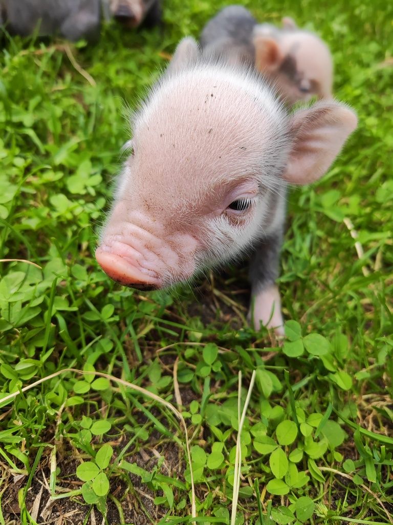 Świnki getyńskie mini świnki