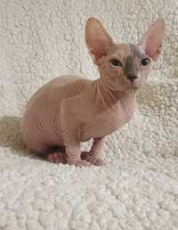 Gatinha sphynx 2 meses