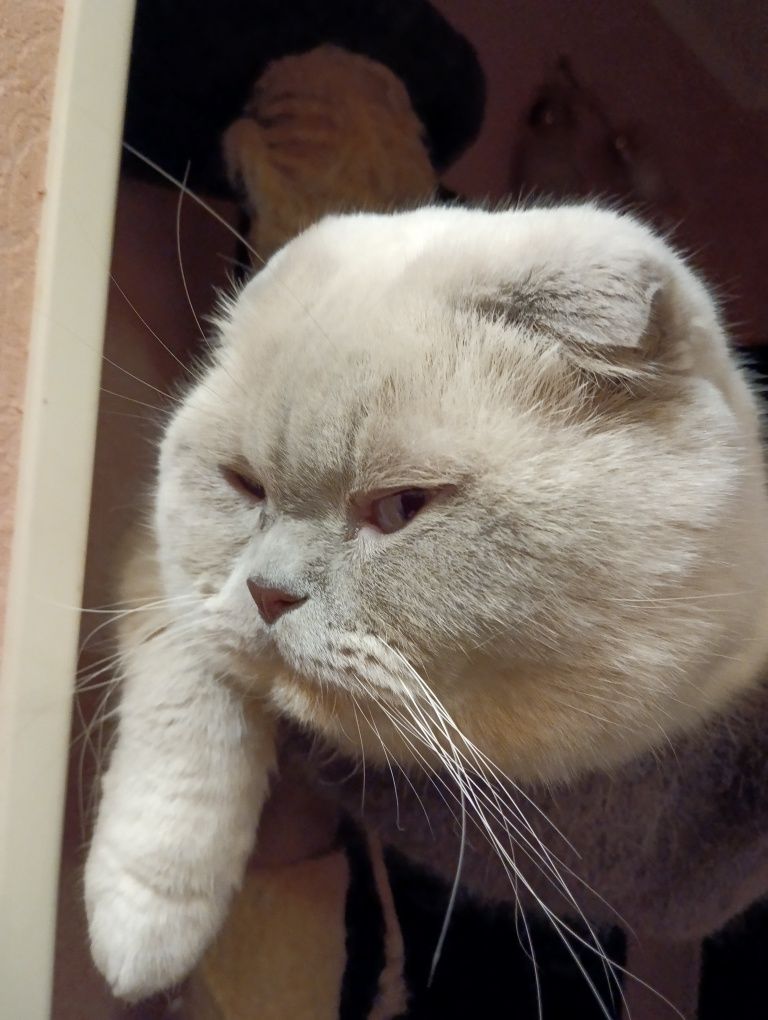 Ищем кошечку для котика