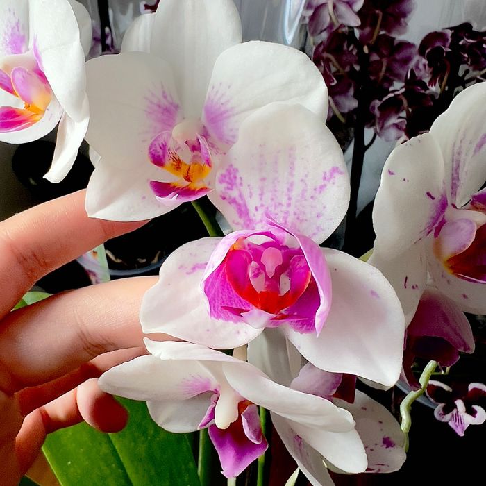 Sprzedaż storczyków