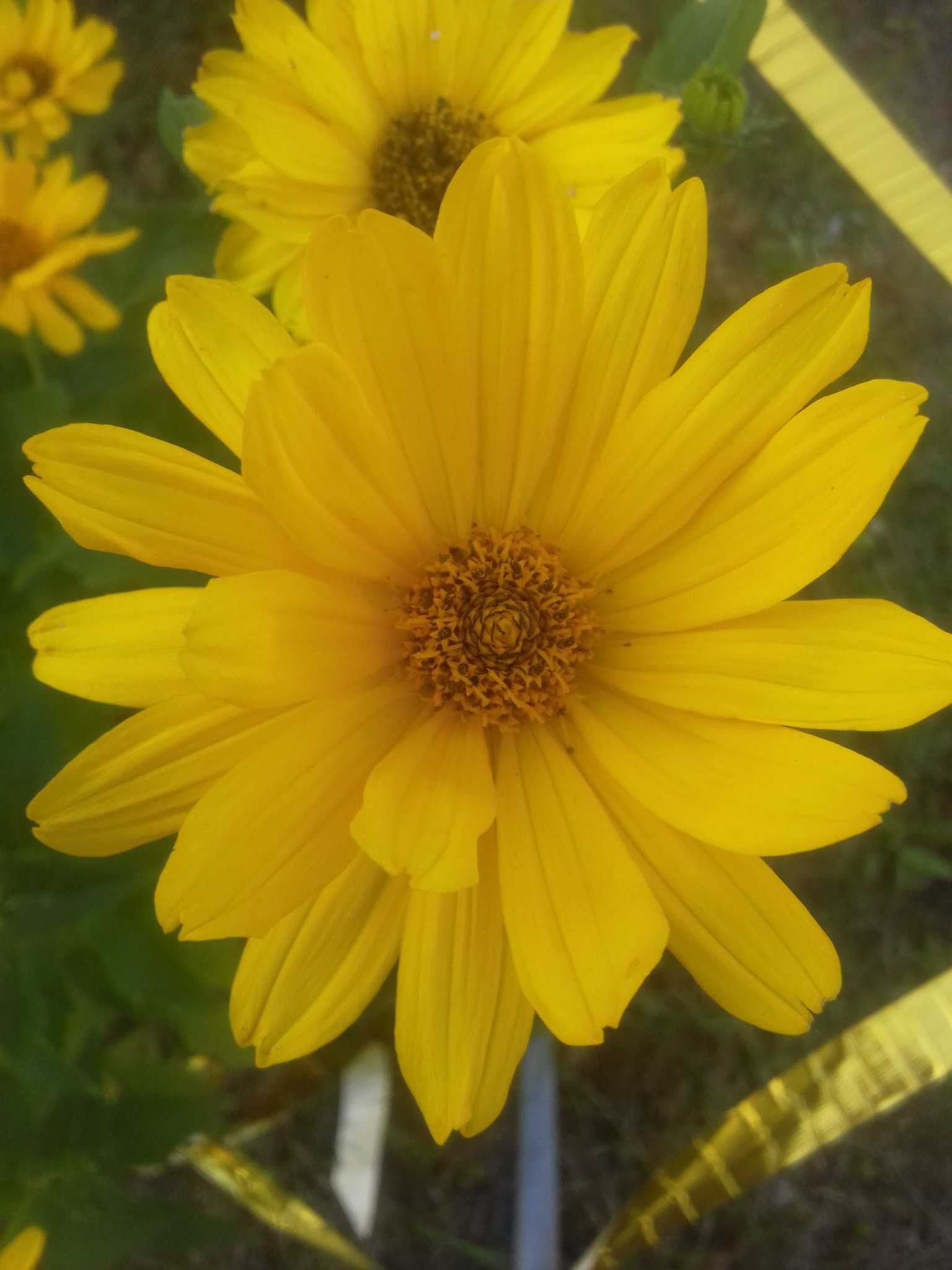 nasiona rudbekii zoltej