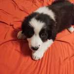 Border collie - suczka