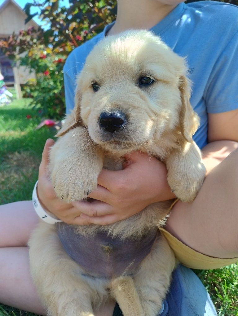 Golden retriever szczenię złote do odbioru