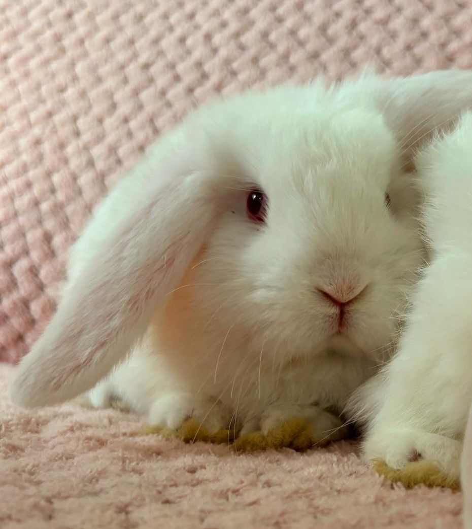 Karzełek baranek- Mini Lop