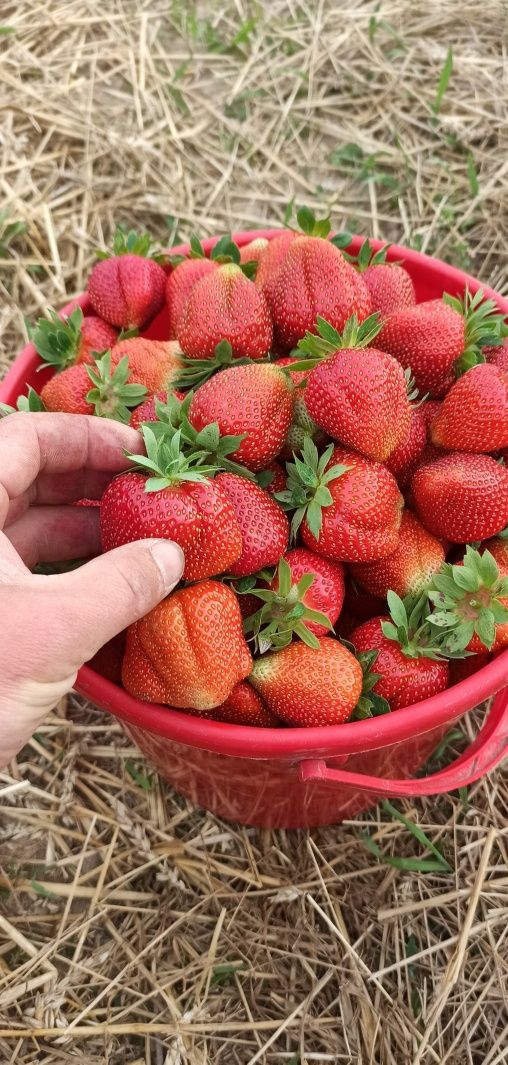 Продам Полуницю полуниця