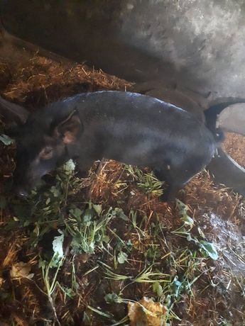 Свинка порода Кармал. 7 місяців
