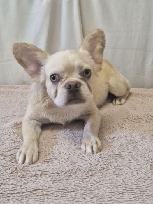 Французский бульдог Флаффи девочка