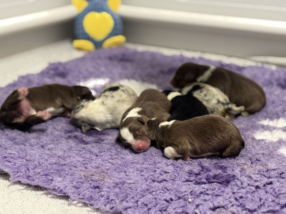 Szczenieta Owczarka Australijskiego -suczka Aussie, odbiór w grudniu