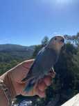 Agapornis domesticado azul