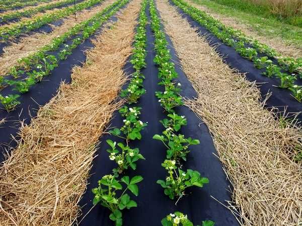 Agrowłóknina 1,2x50m 50g/m2 z UV na chwasty do ściółkowania TRUSKAWEK