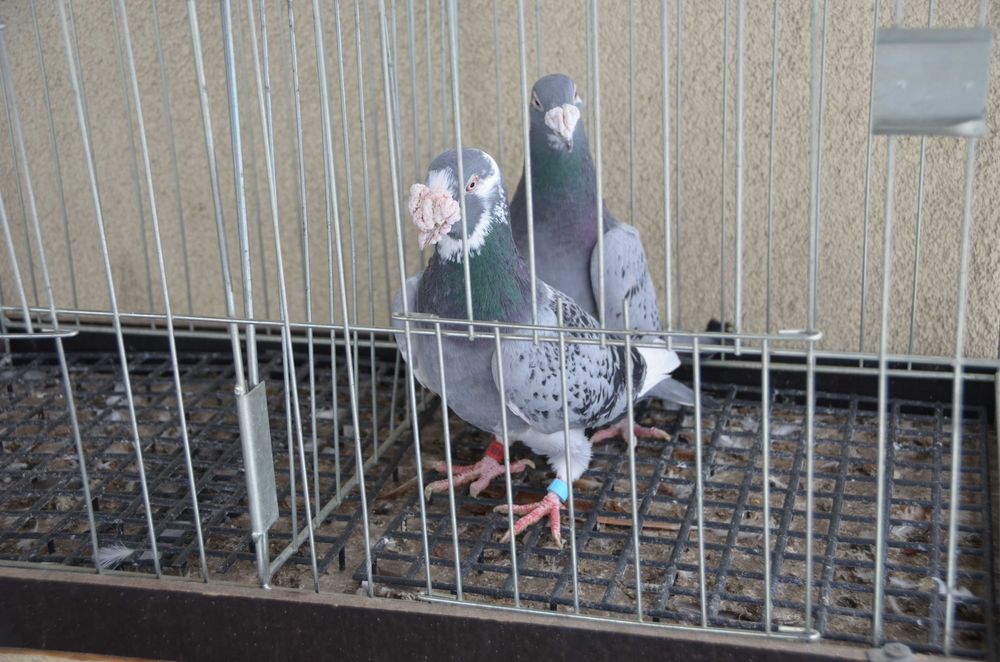 Gołębie Osdobne Pocztowe Staropolskie