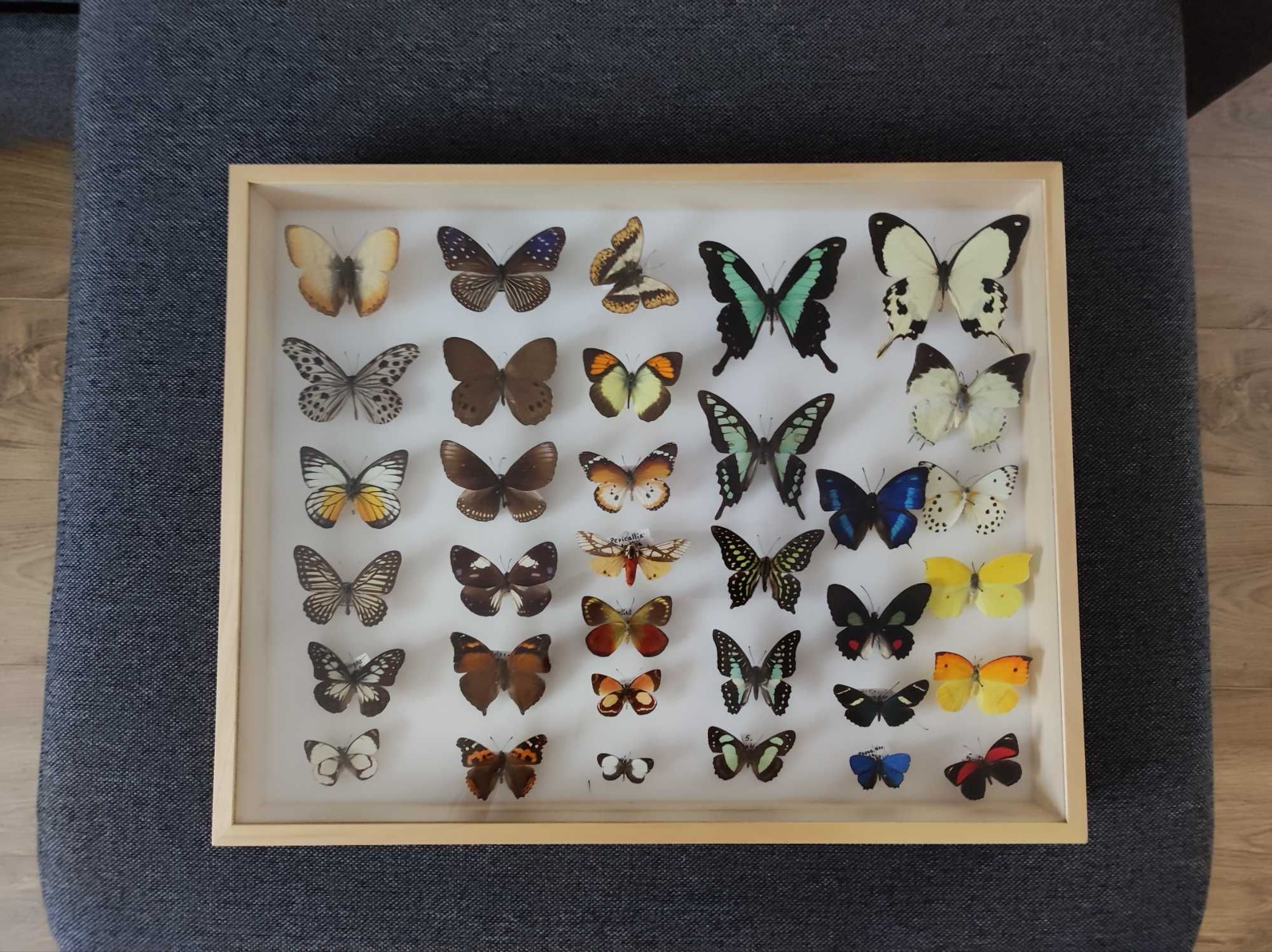Motyl, motyle, owad, owady, gablotka