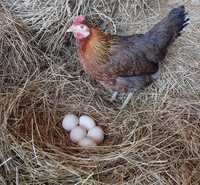 Sprzedam jaja lęgowe kury zielononóżki kuropatwianej