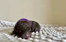 Suczka Lagotto Romagnolo FCi