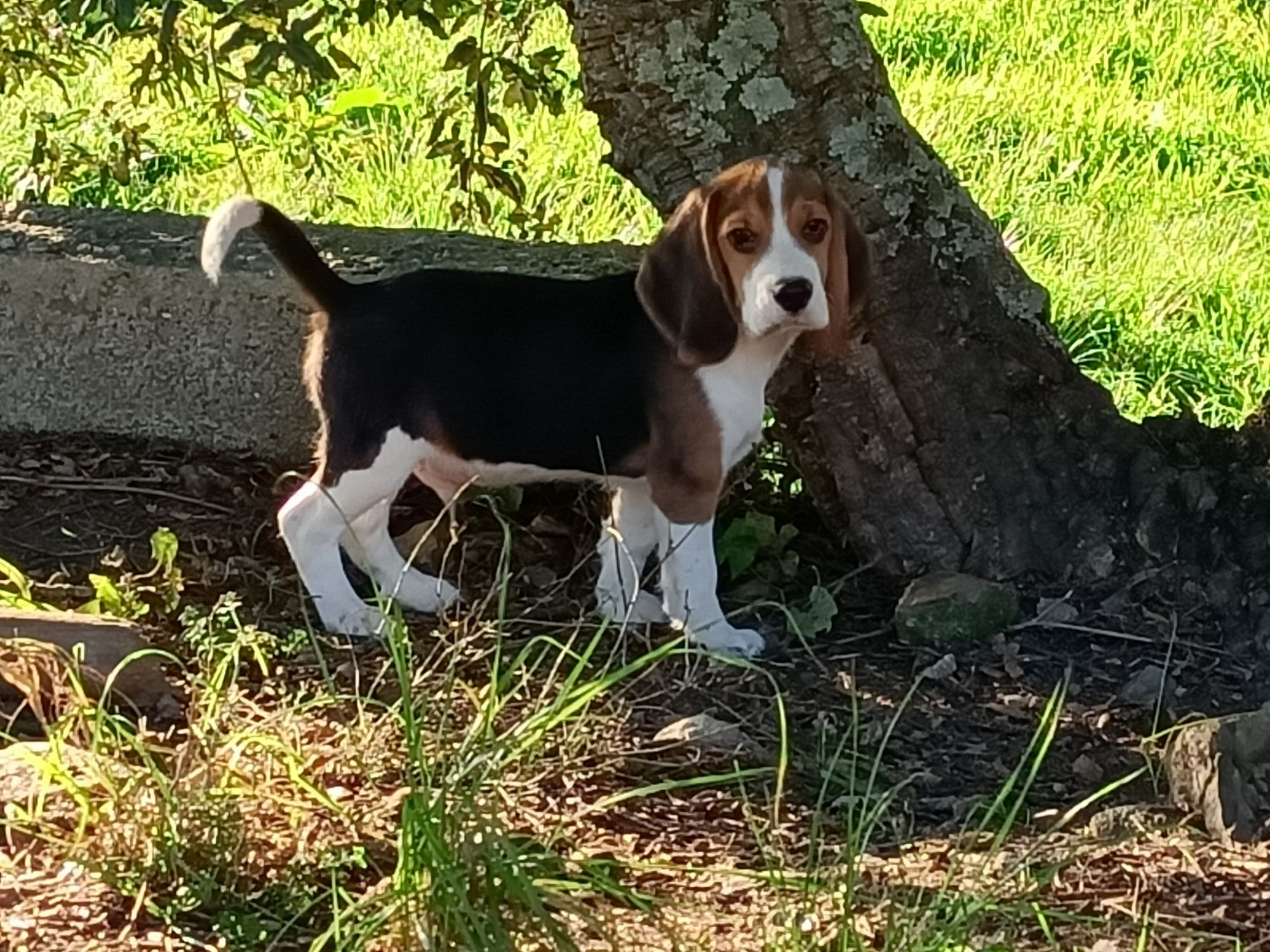 Cachorro Beagle com Lop e Afixo