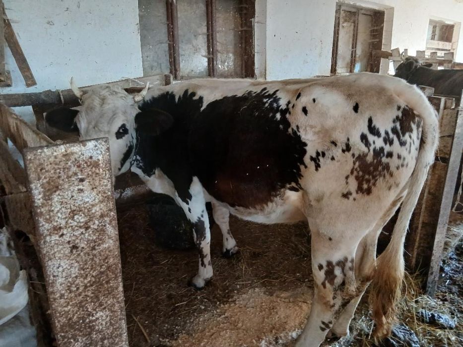 Продам добру корову