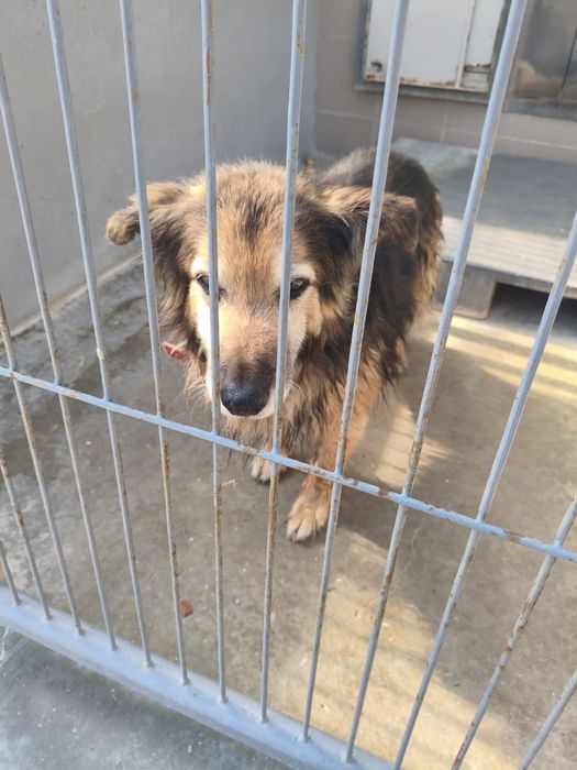 cichy i delikatny,  piękny pies Merlin - czeka na spokojny, ciepły kąt