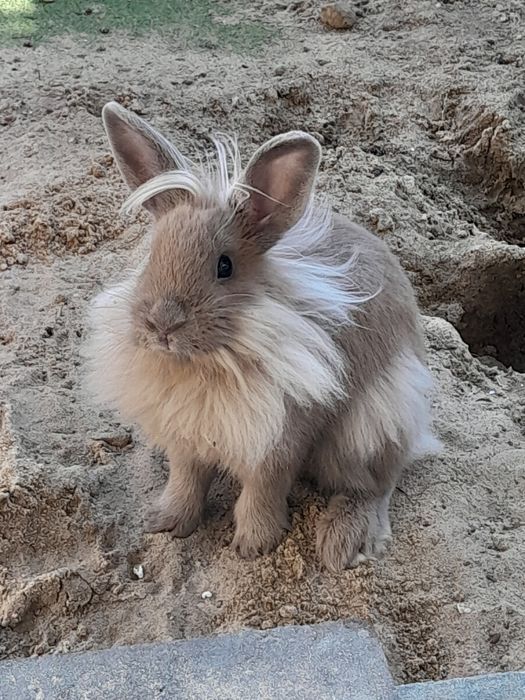 Oddam królika za darmo karzelek teddy dlugi włos krolik 4 miesiace