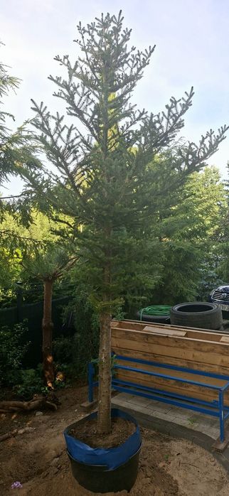 Jodła koreańska 330cm