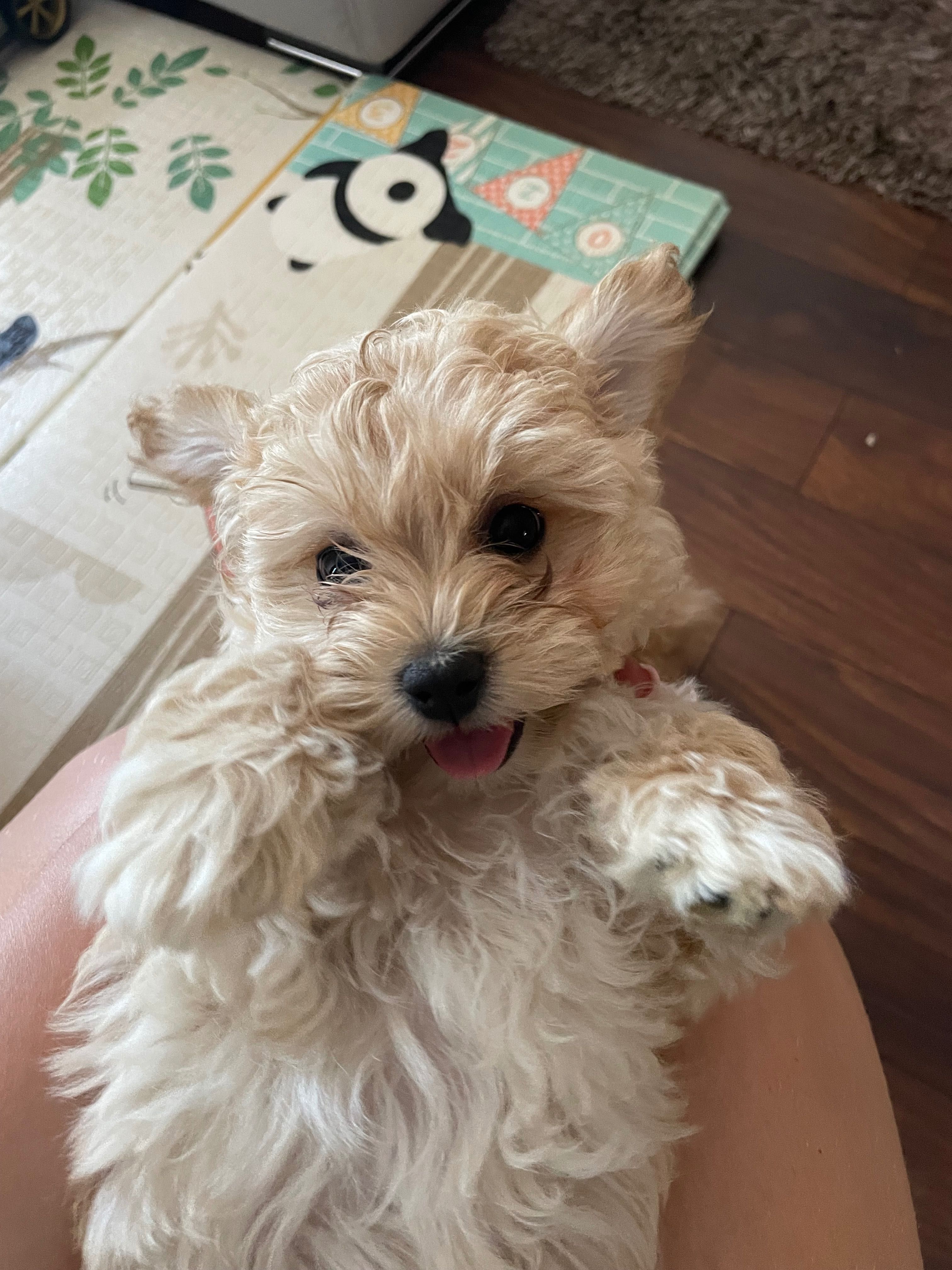 Maltipoo gotowy do zmiany domu