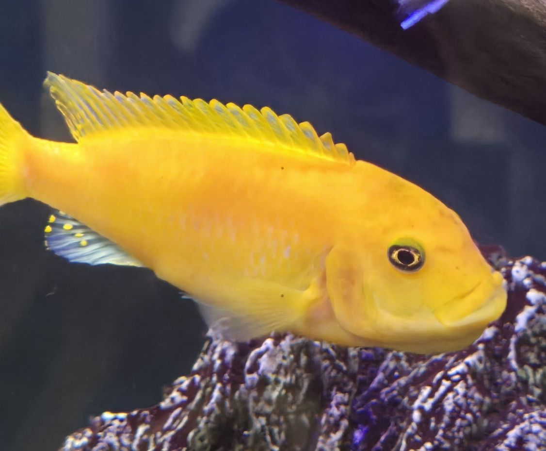 Pyszczaki yellow