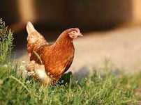 Kry Nioski młode ! Wszystkie rasy ! Rosa Dominant Leghorn ! ZAPRASZAM!