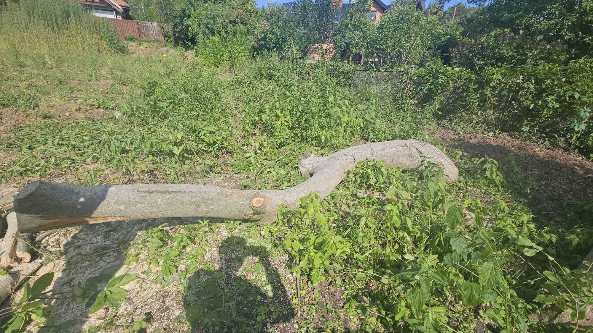 Drzewo orzechowe