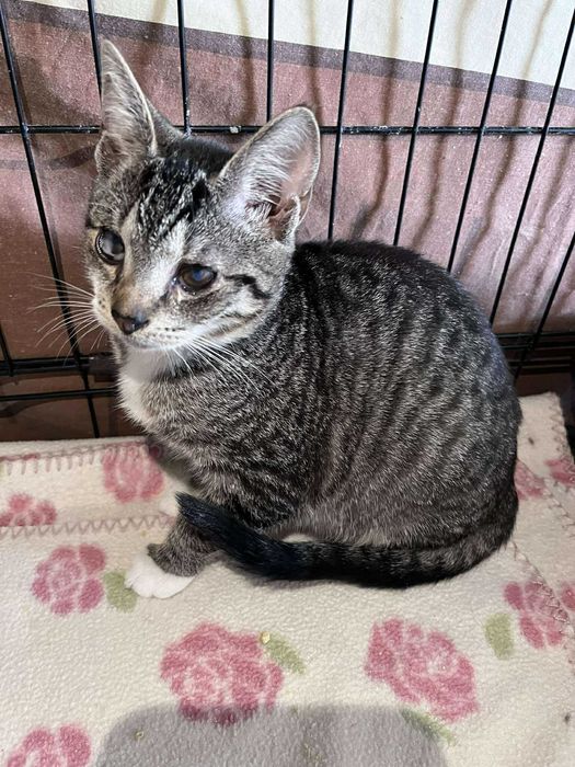 SERNIK I SZARLOTKA - brzydkie małe kotki :(