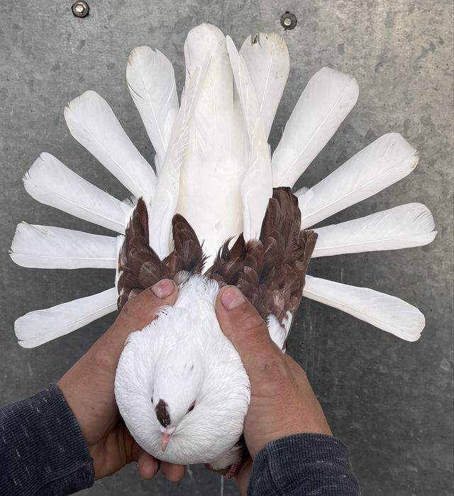 Sprzedam orliki szariki