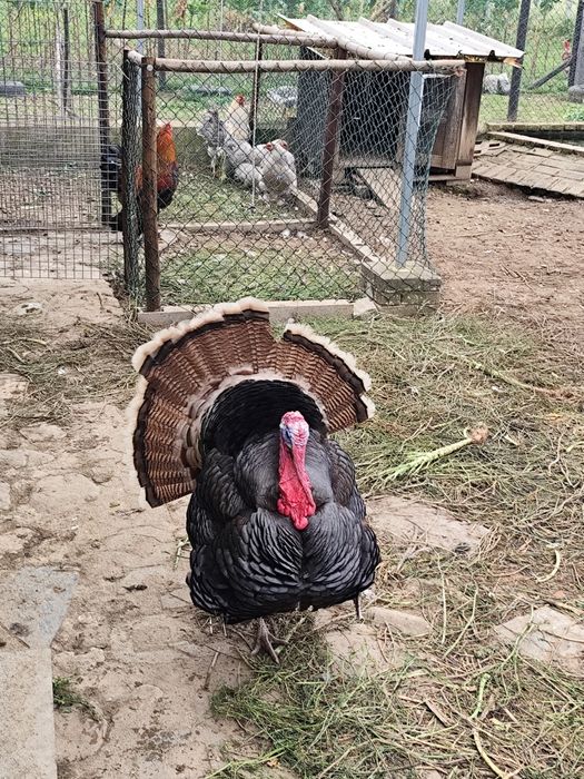 Perus com ano e meio