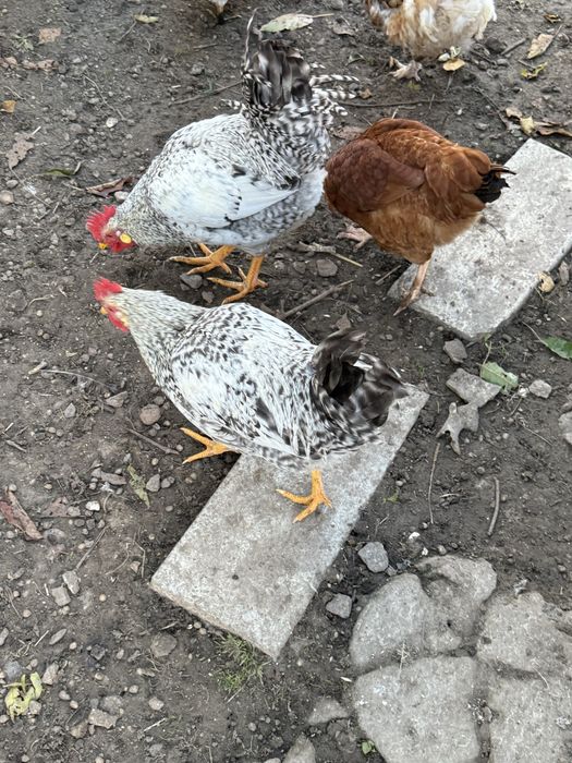 Продам весняних півнів