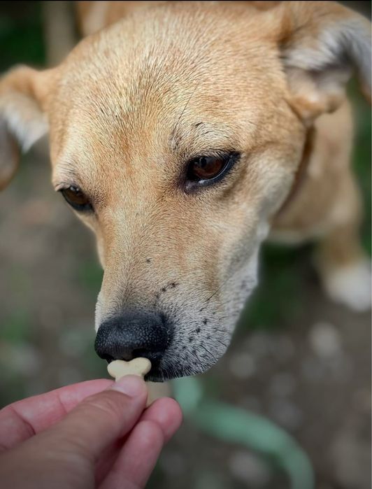 Piesek do adopcji
