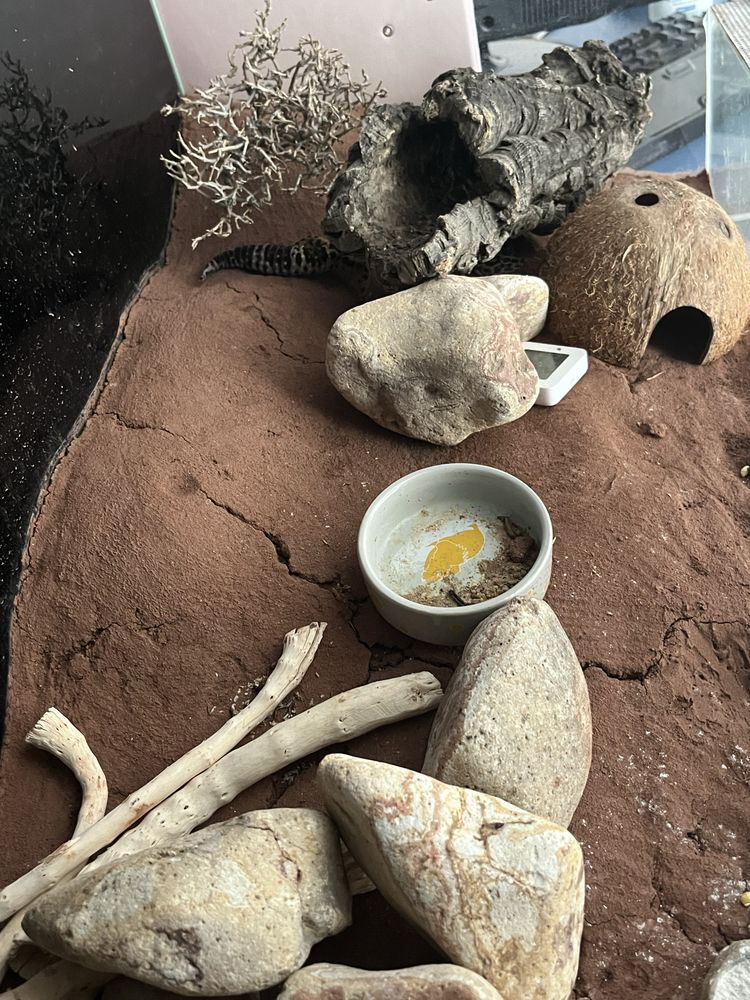 Gekon lamparci wraz z terarium i wyposażeniem