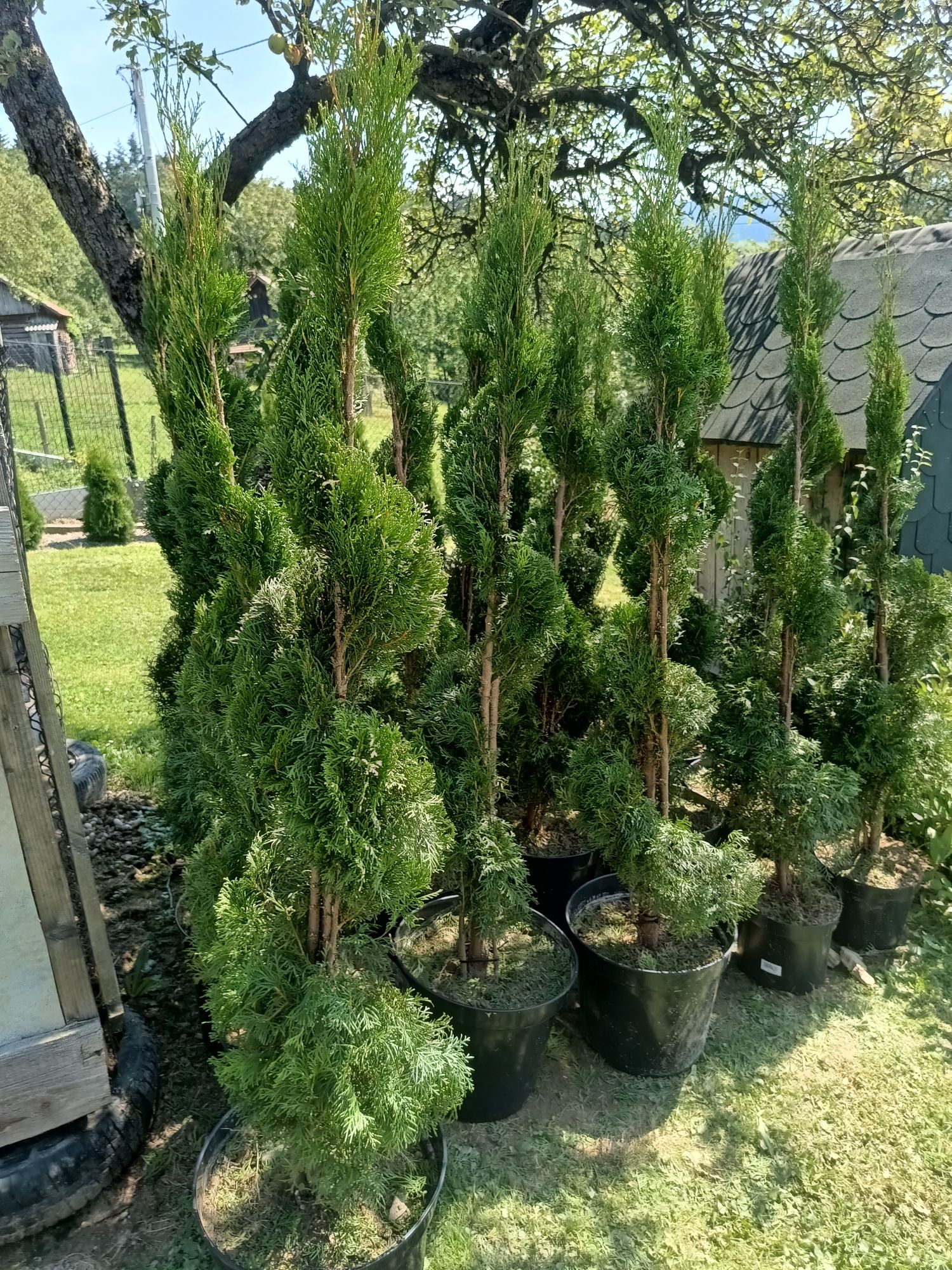 Tuja spirala od 170cm