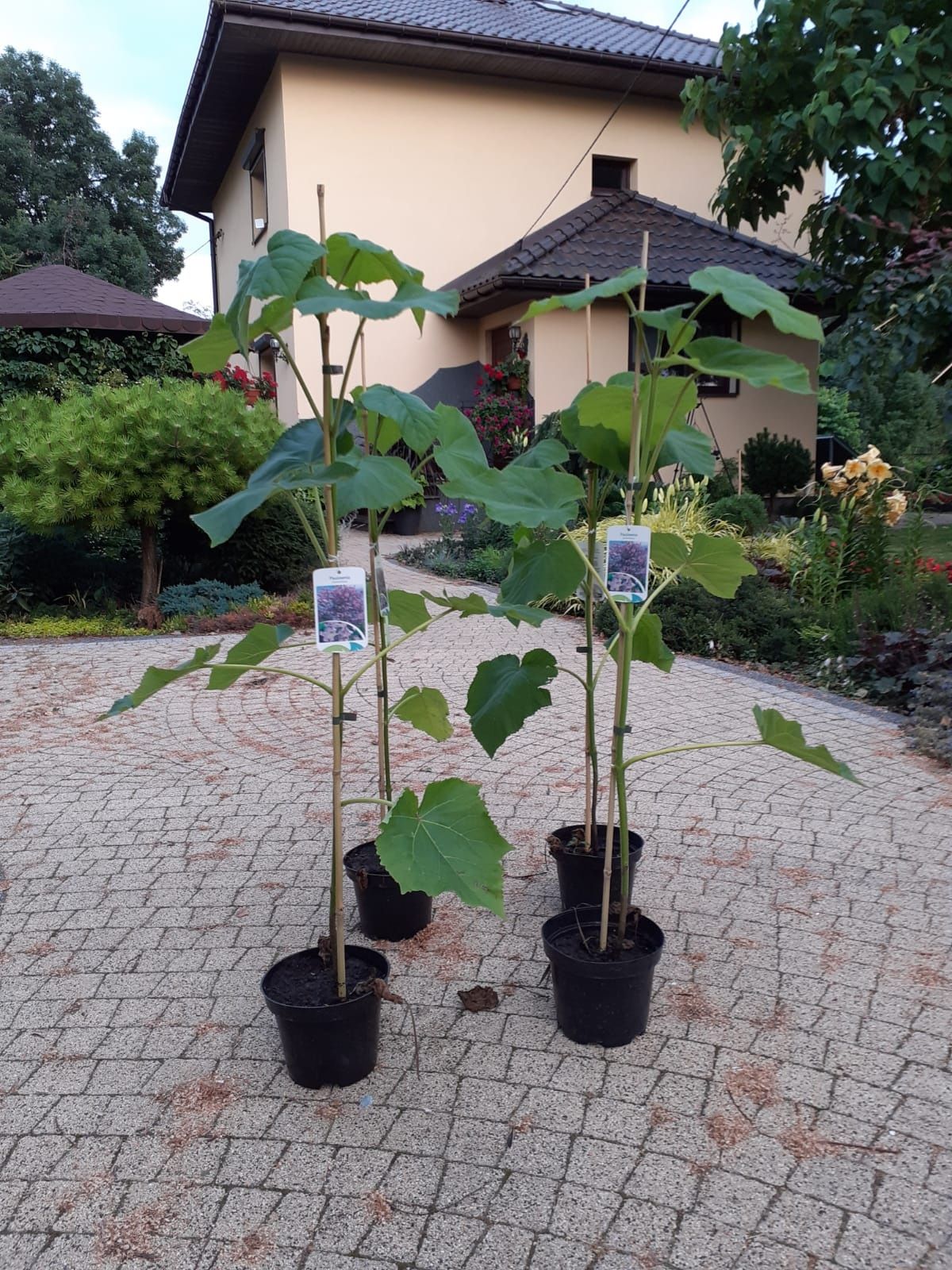 Paulownia , Oxytree, drzewo tlenowe