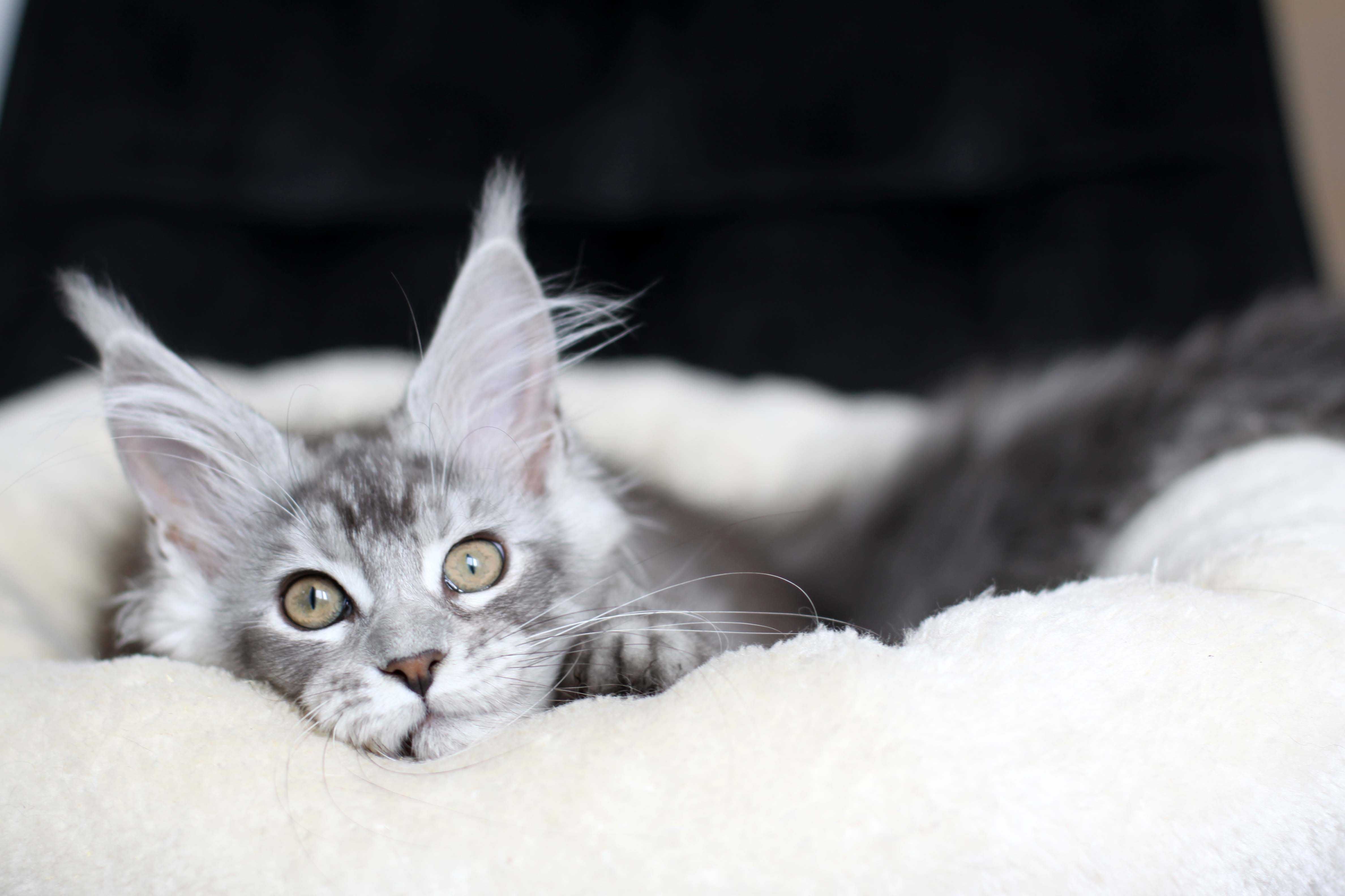 Srebrzysta koteczka Maine coon