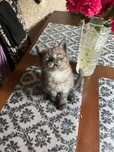 Шотландский котёнок