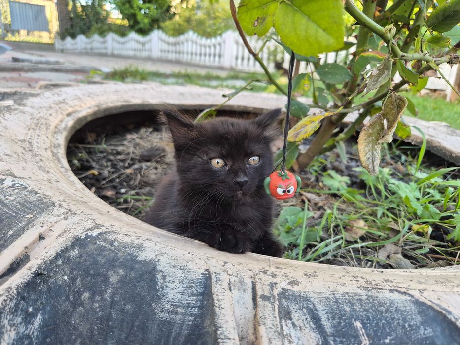 Віддам трьох кошенят