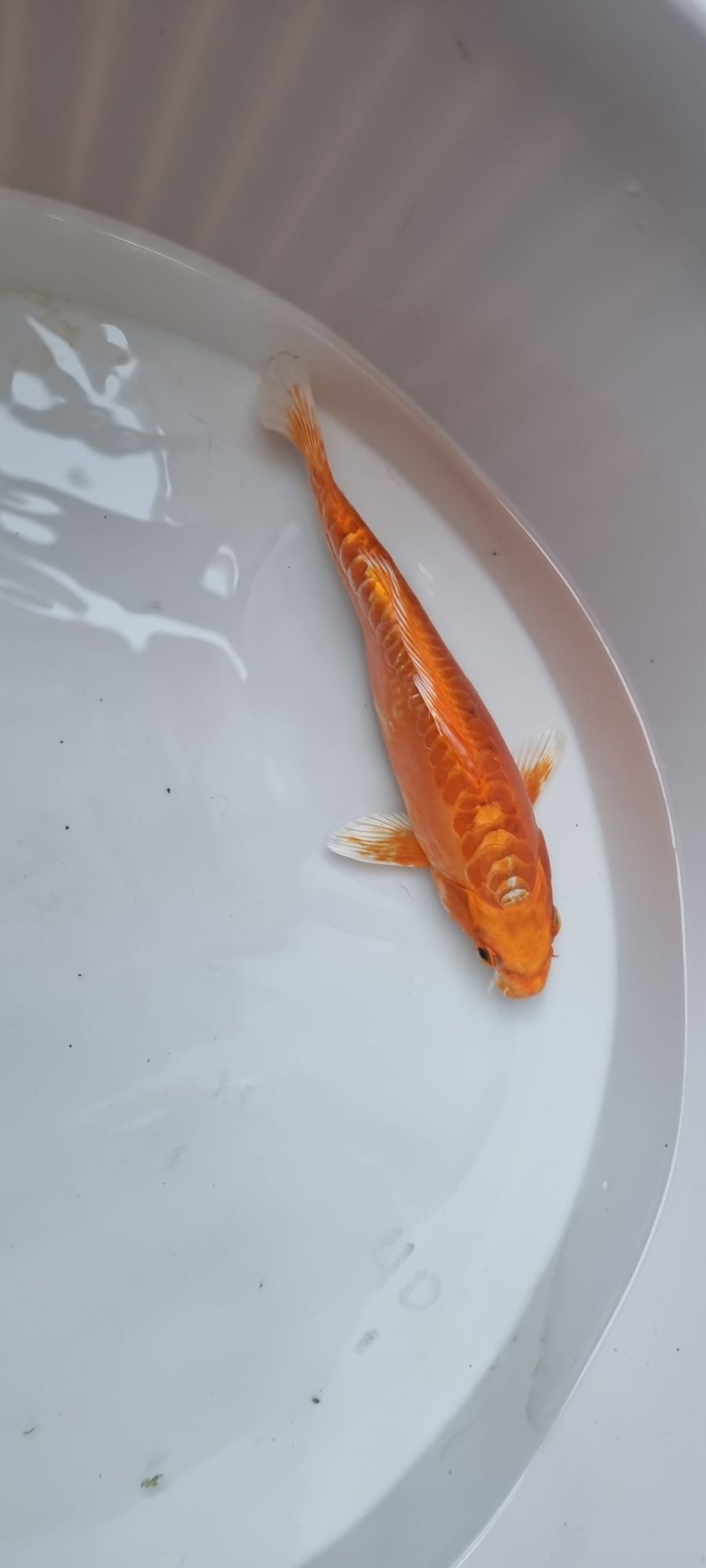 Carpa Koi - 22 cm