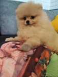 Pomeranian piesek