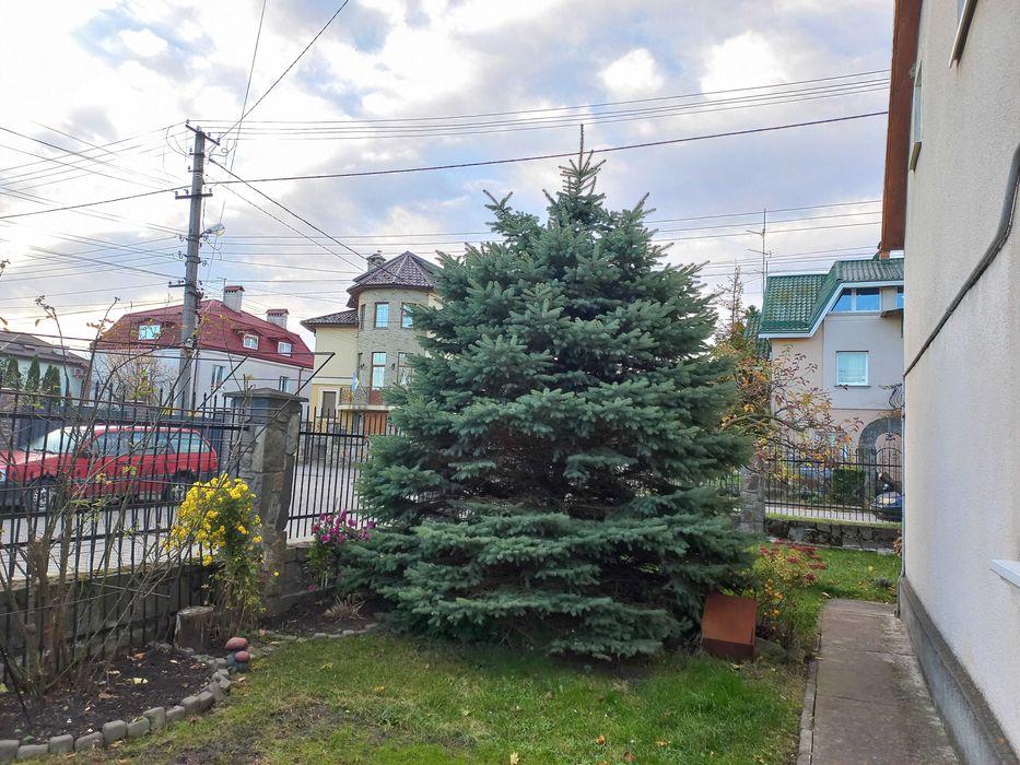 Жива ялинка,віддам базкоштовно,самовивіз
