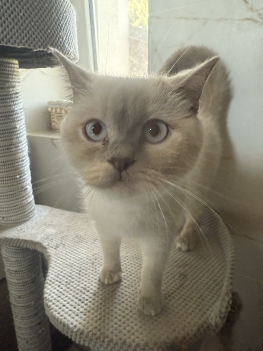 Kotka brytyjska z rodowodem super charakter do hodowli