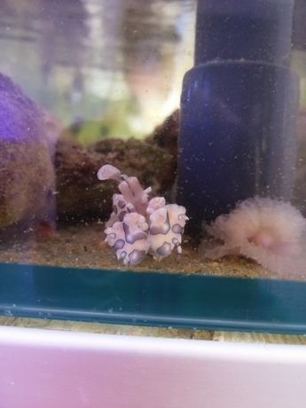 Hymenocera picta harlequin krewetka na asteryny morskie akwarium morsk