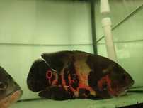 Pielęgnica pawiooka Red Oscar Astronotus ocellatus