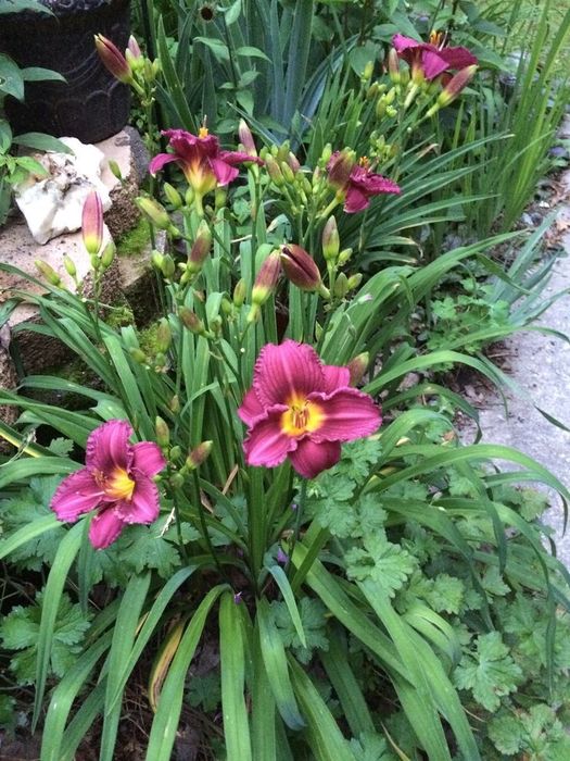 Поділки. Шикарні сорти