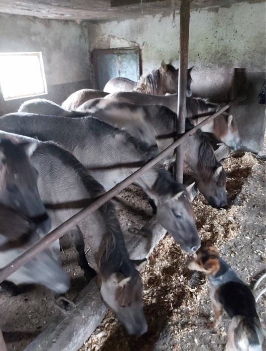 Ładne Koniki polskie