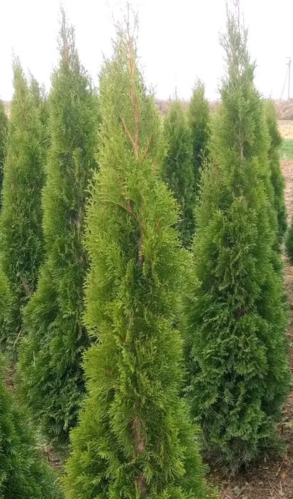 Туя Смарагд, Колумна  1.2 м-1.70м , самшит 40, лаванда