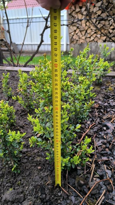 Самшит вічнозелений.